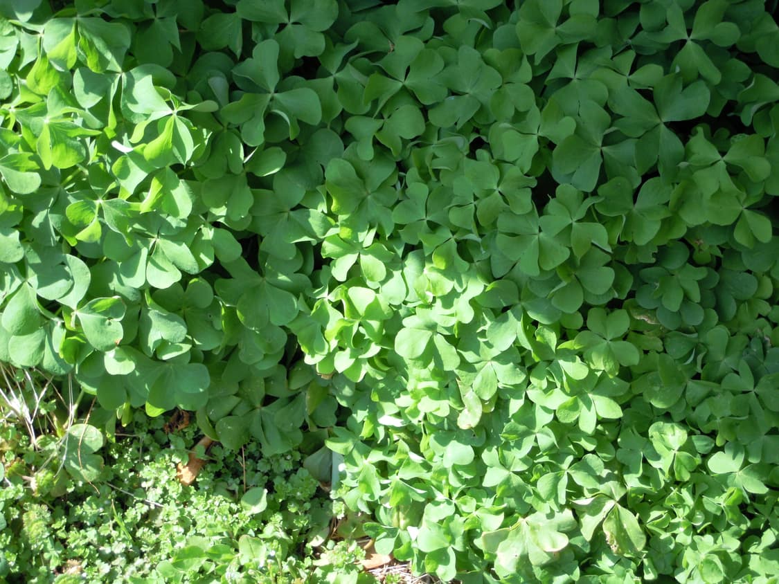 츄디카, 새상품급) 니콘 쿨픽스 s5100 상품이미지8