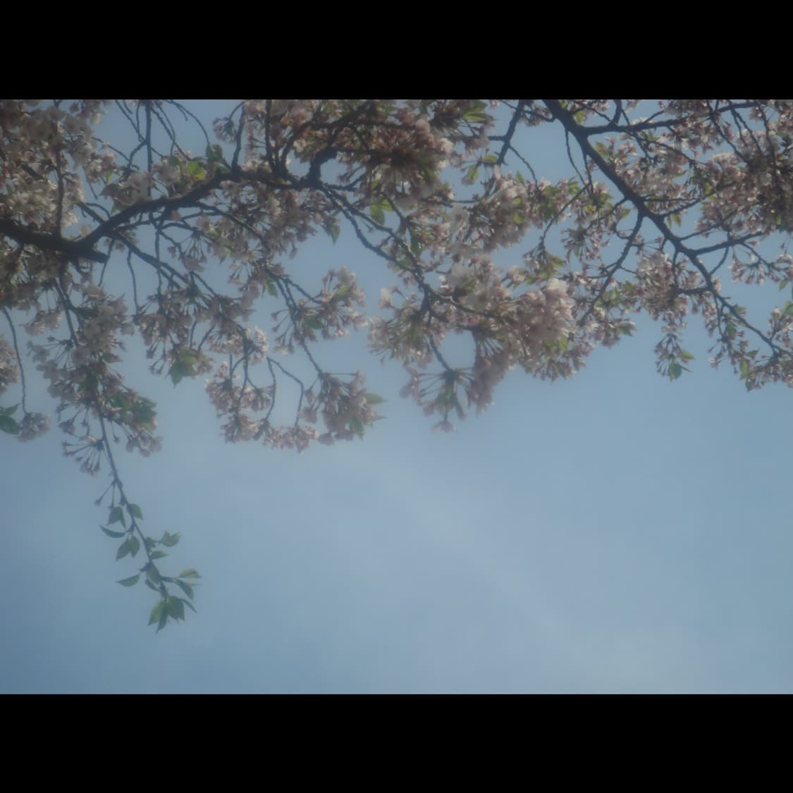 작례⭕️ 소니 사이버샷 DSC-T50 상품이미지8