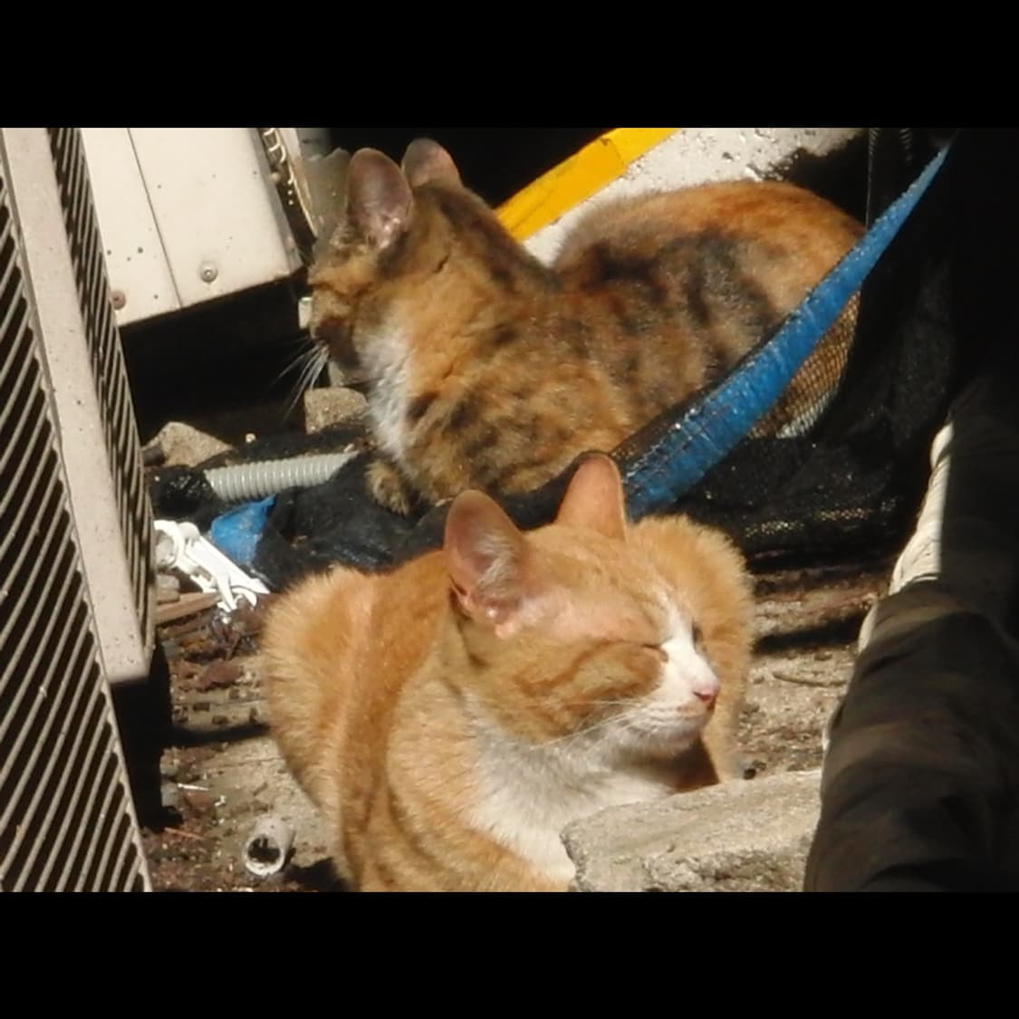 작례⭕️ 카시오 엑슬림 EX-FS10 상품이미지2