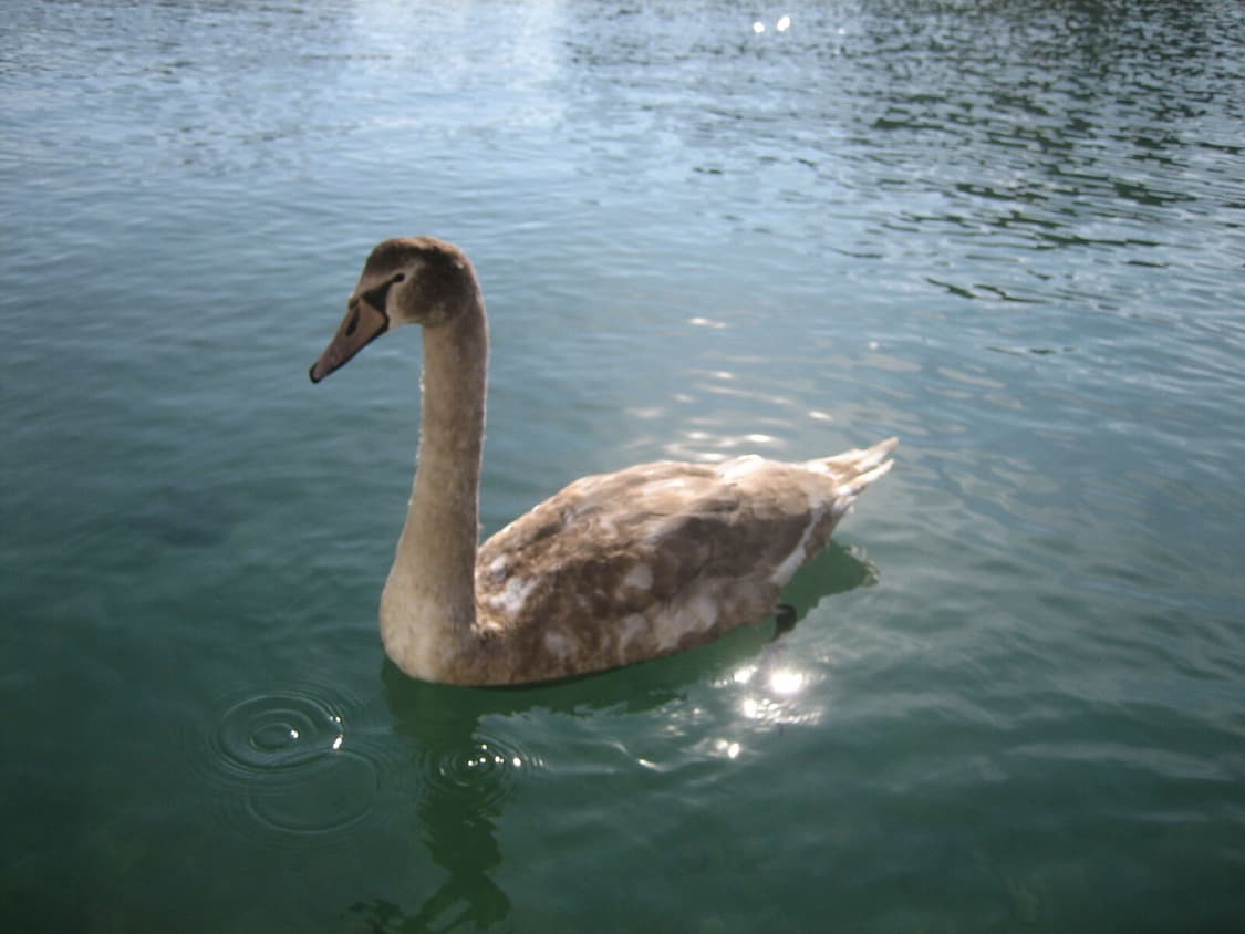 캐논 익서스 ixus 55 / ixy 60 / sd450 디카 카메라 상품이미지4