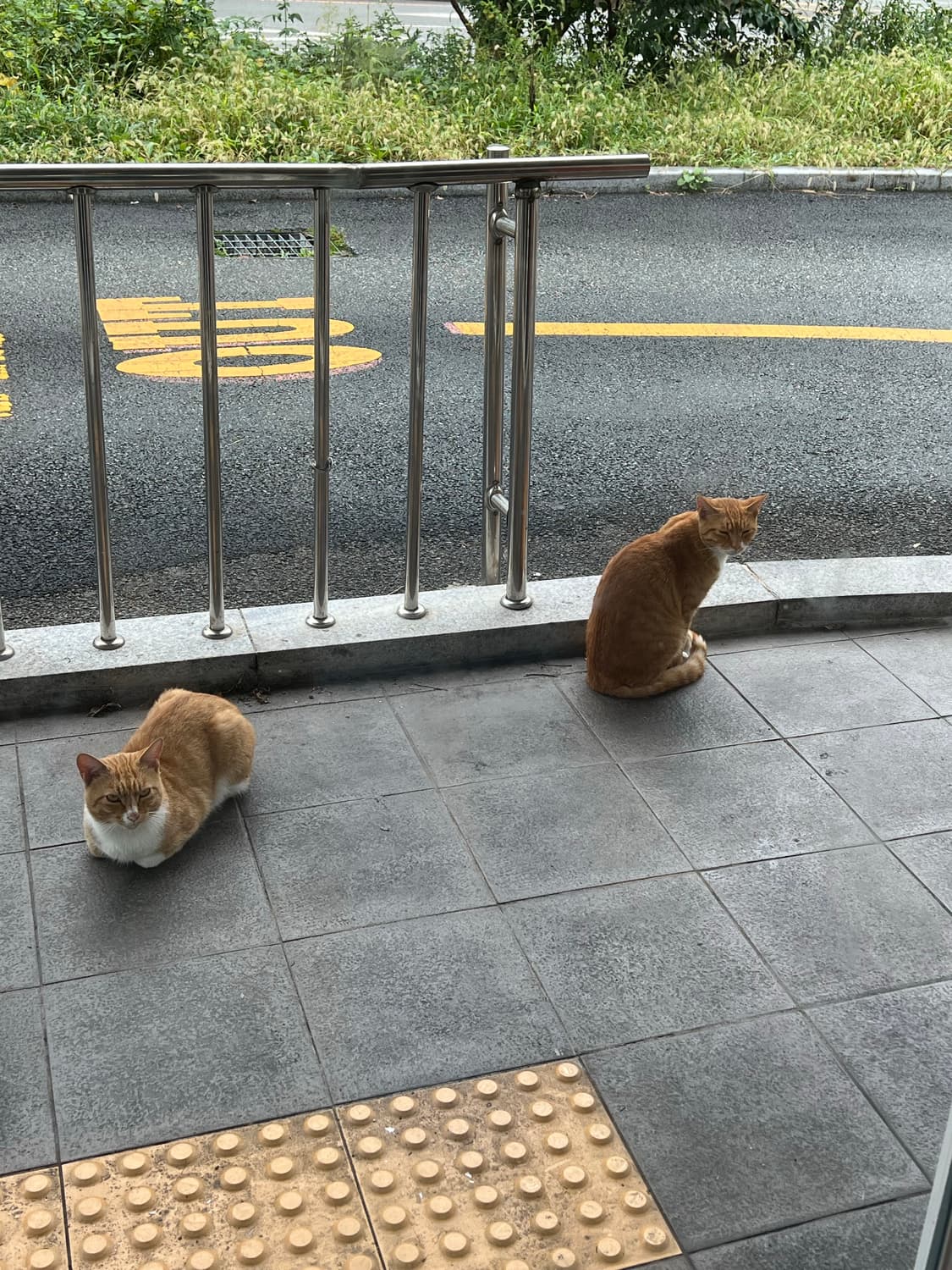 파타고니아 신칠라 상품이미지1