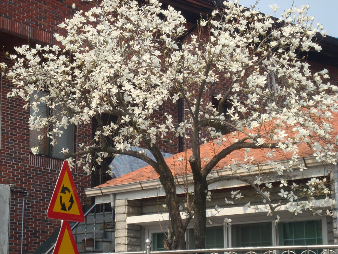 Sony sybershot dsc w120 상품이미지7