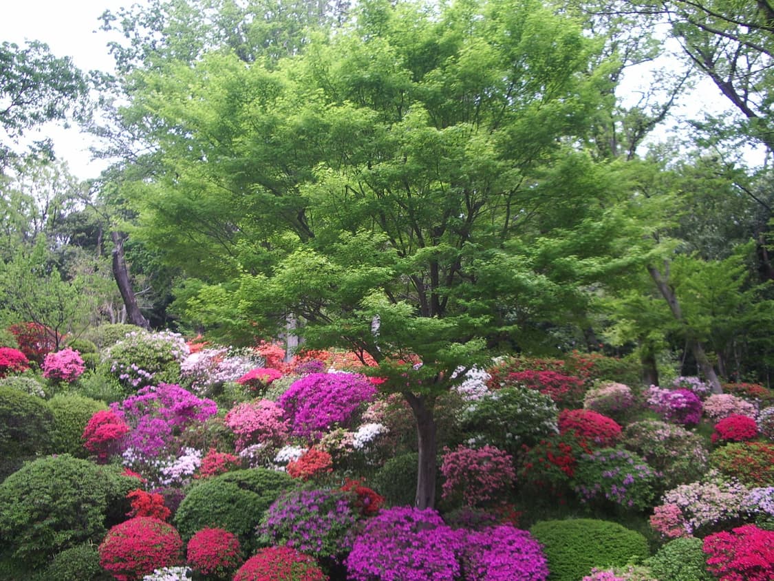 펜탁스 옵티오 S50 실버 📸 감성 빈티지 디카 / 내장메모리 촬영 상품이미지5