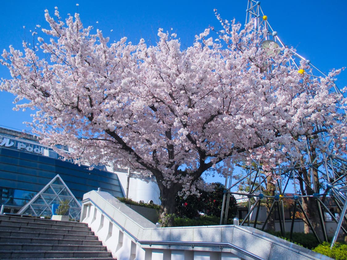 캐논 익서스 Canon IXUS 135 핑크 상품이미지2