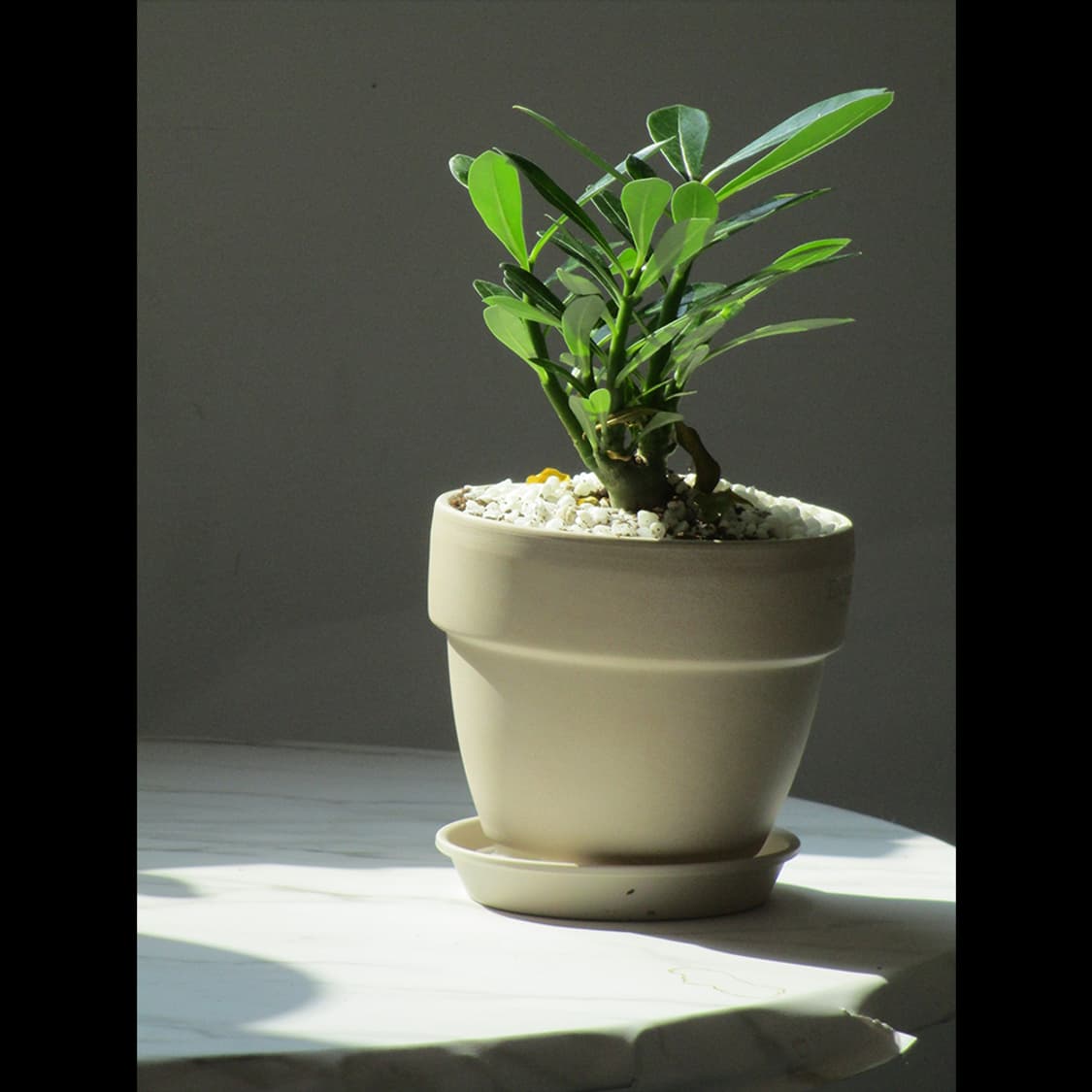 작례⭕️ 캐논 IXY 200 레드벨벳 조이 카메라 상품이미지2