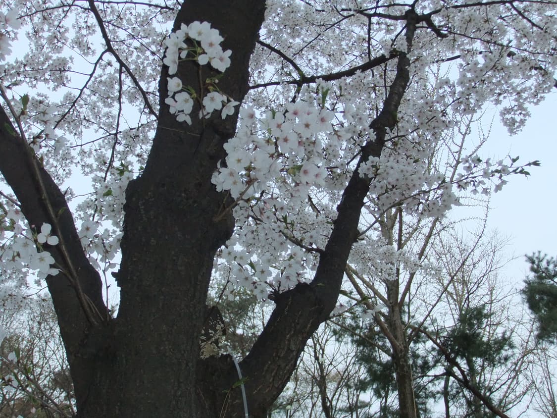 [아일릿 원희/작례O] 후지필름 파인픽스 f70exr 디카 상품이미지9