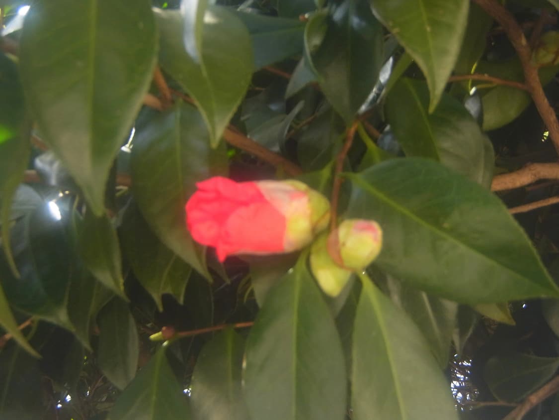 미품📷 리코 px  💫작례첨부💫 상품이미지6