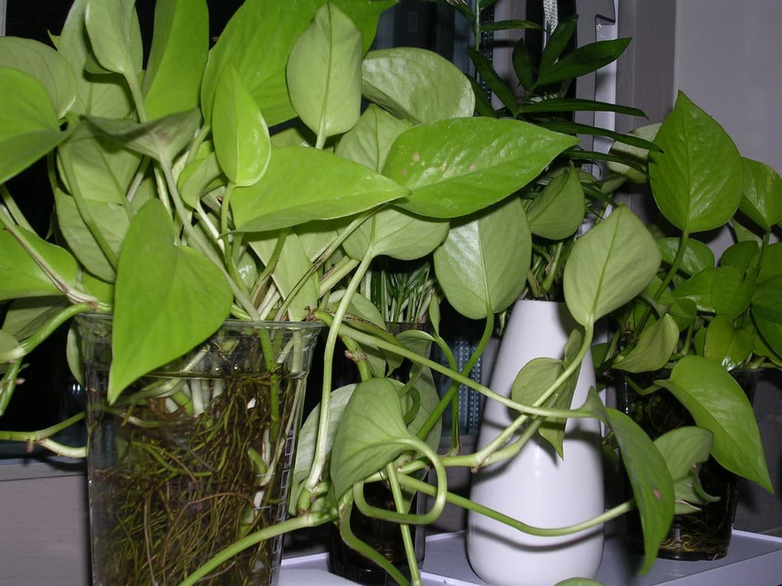 작례O) 니콘 쿨픽스 3200 레드 빈티지 디카 상품이미지8