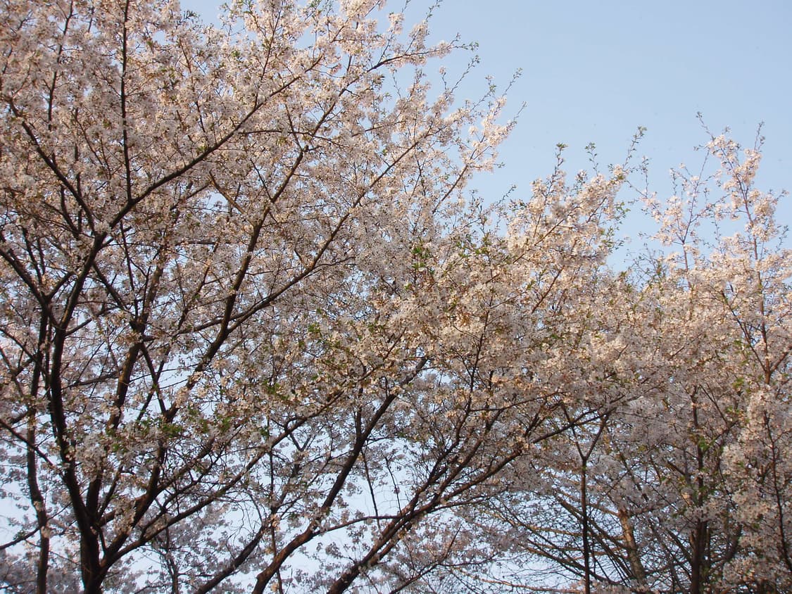 올림푸스 뮤 500 Olympus mju 500 (작례 있어요!) 상품이미지8