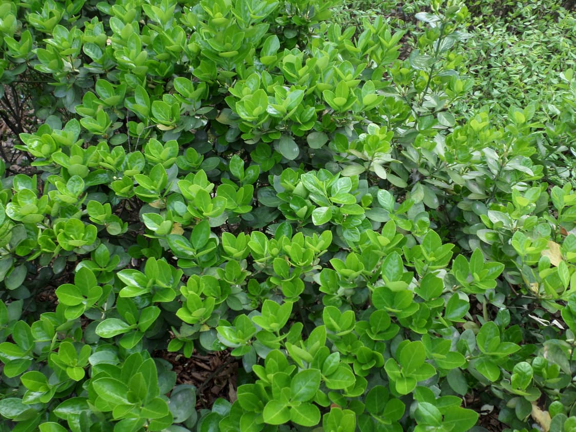 삼성 DV2014F (듀얼뷰 카메라) 빈티지디카 상품이미지10