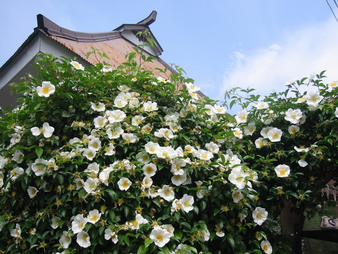 삼성 SamSung VLUU DV150F 화이트 상품이미지2