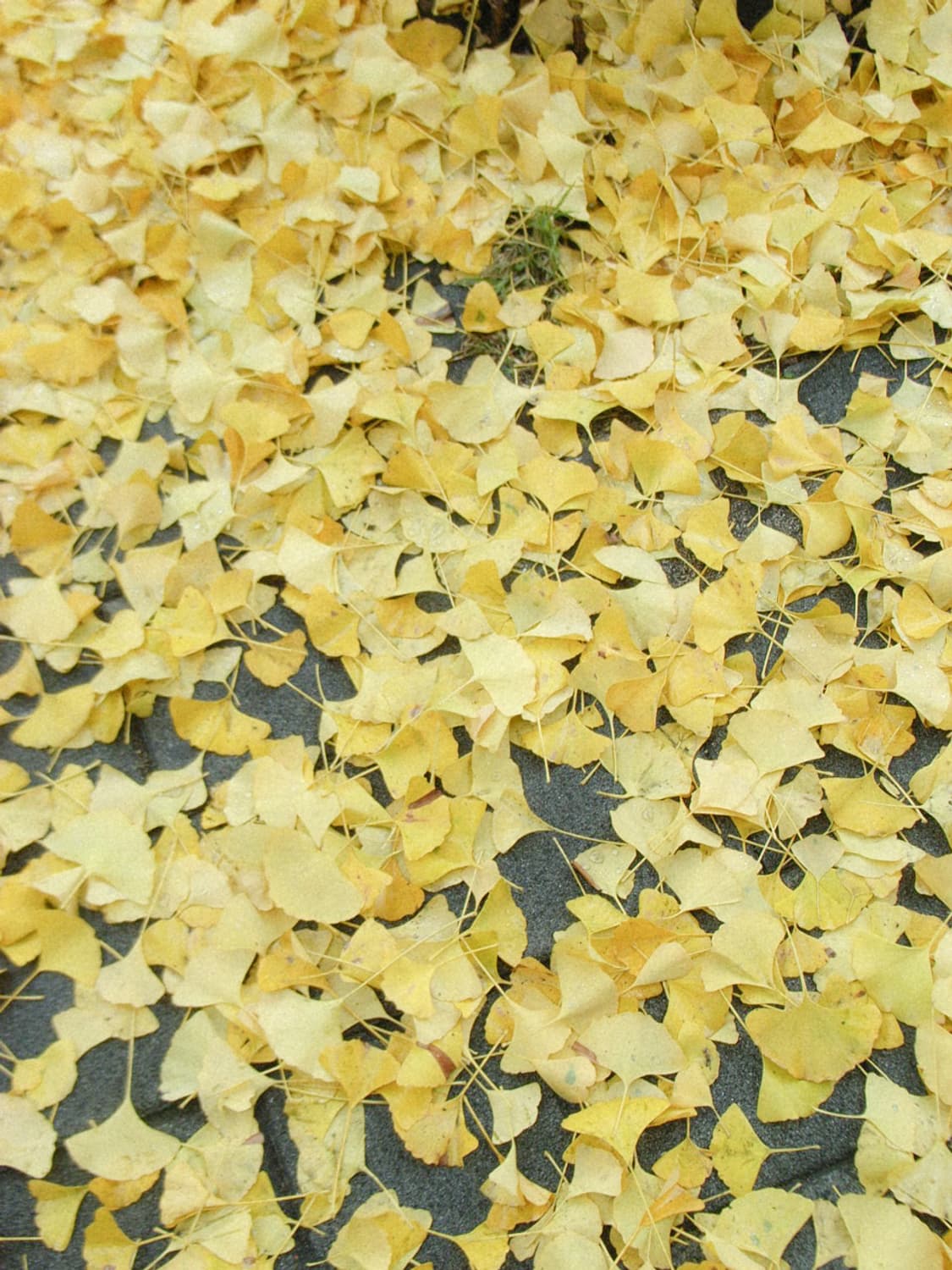 작례o) 리코 ricoh caplio r4 상품이미지6