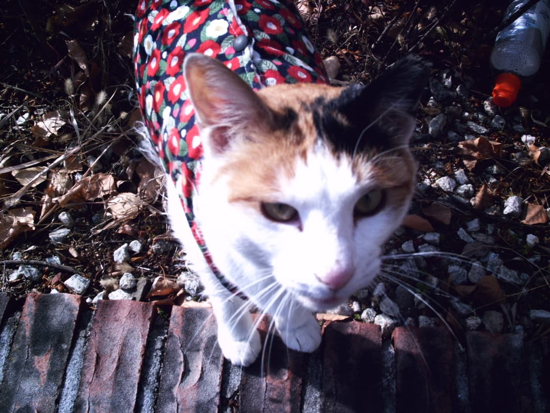 📸 DXG 568 (작례O) 상품이미지5