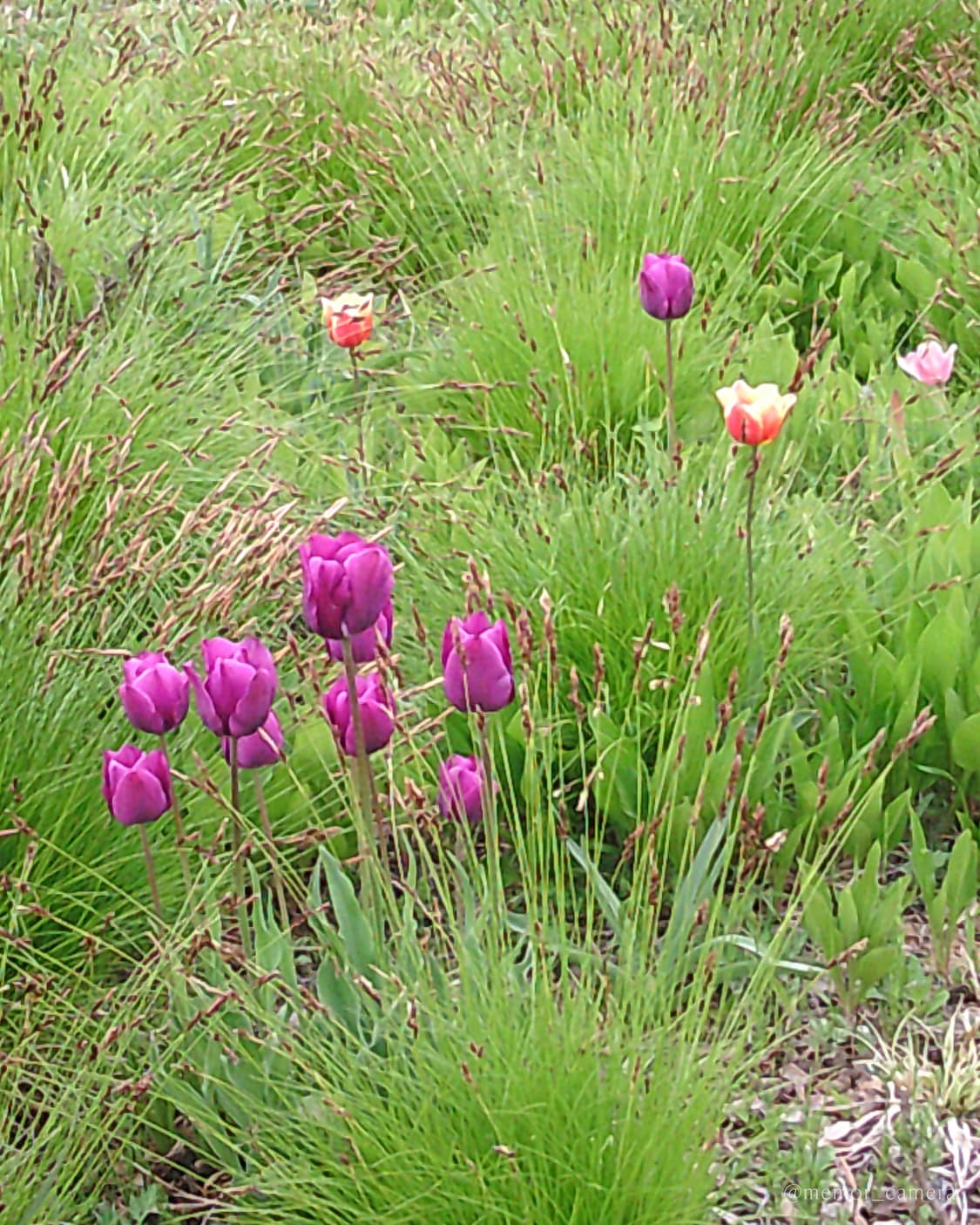 뽀용작례/희귀모델🎀YASHICA DZ-100 야시카 디카 카메라 키티 상품이미지6