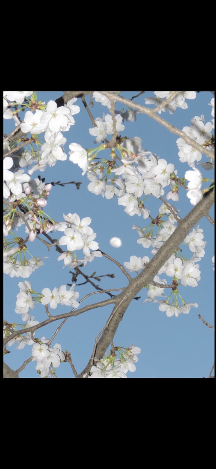 캐논 익시 10 (캐논 익서스 70 IXUS 70) 빈티지 디카 상품이미지5