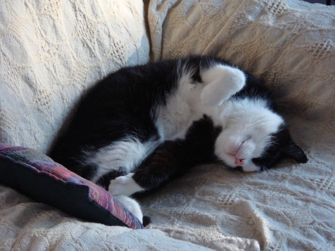 [새상품급/딸기우유] 소니 사이버샷 DSC-T70 상품이미지4