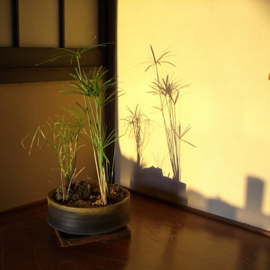 카시오 엑슬림 Casio Exilim EX-Z500 블랙 상품이미지5