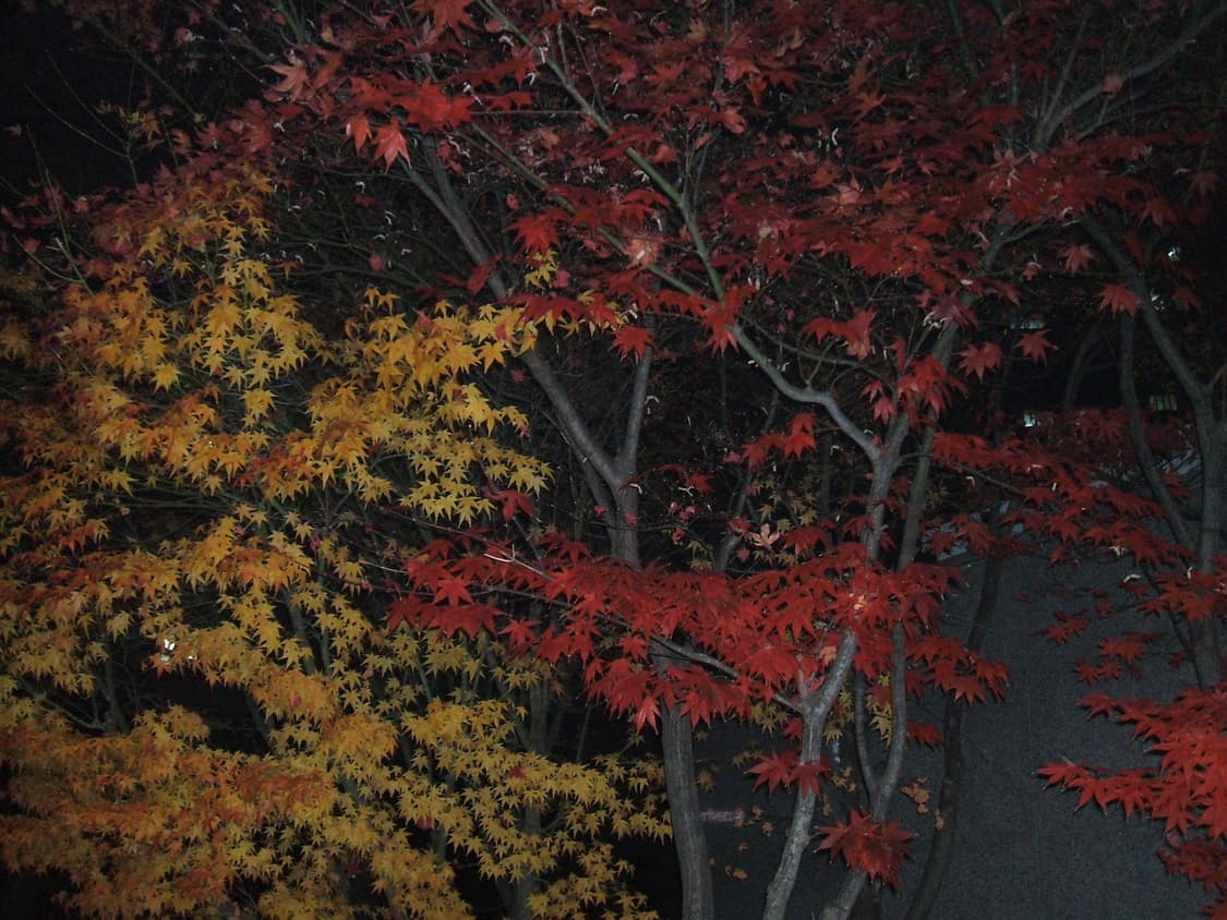 후지필름 파인픽스 A500 상품이미지6