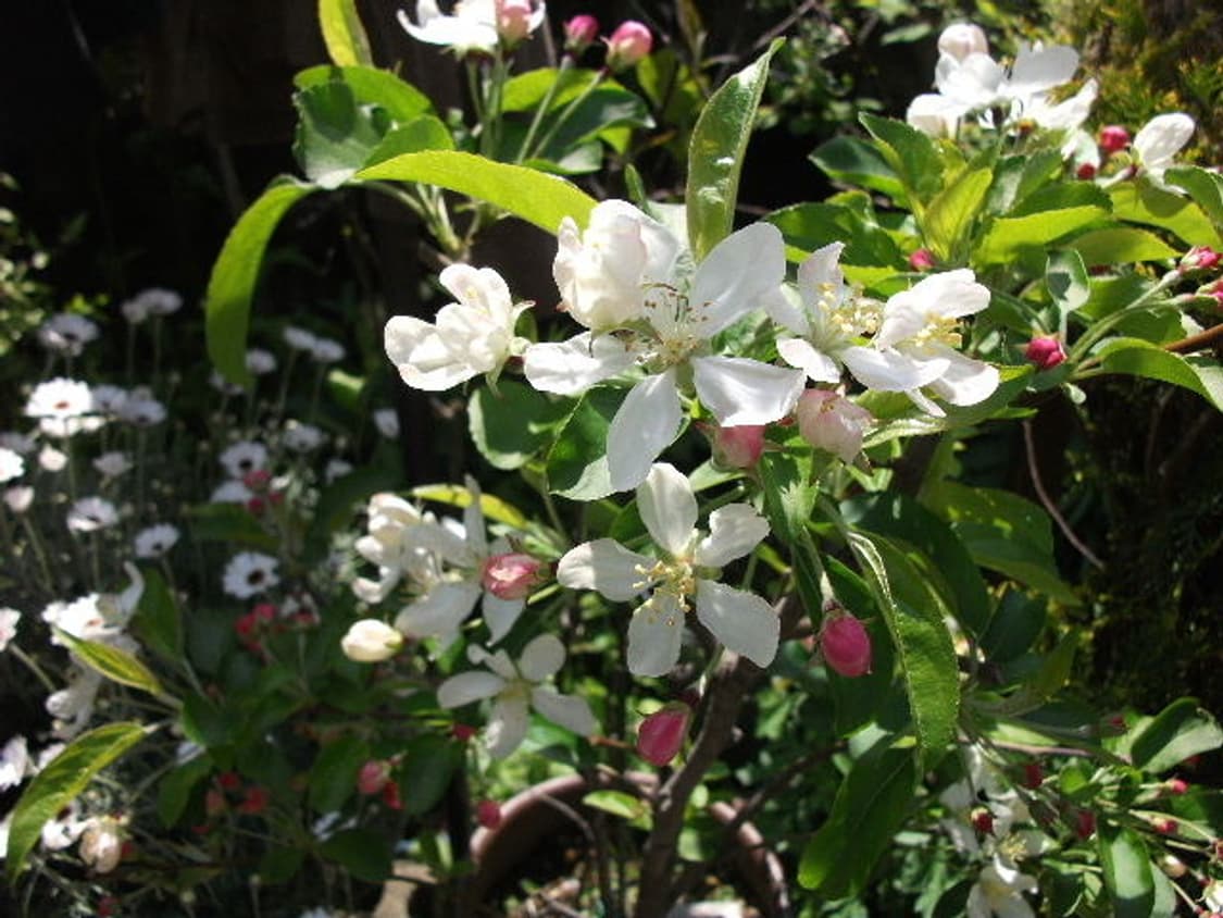 르세라핌 카메라 후지필름 파인픽스 j30작례o 상품이미지9