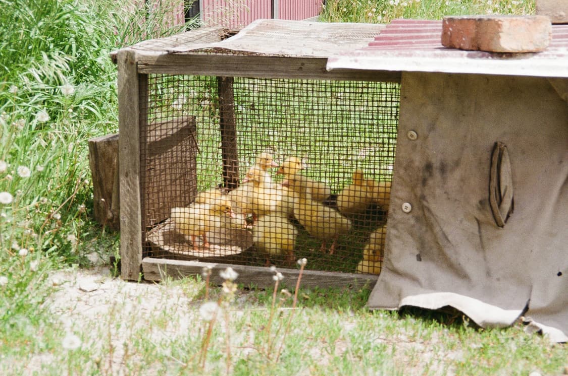 미놀타 카피오스 25 (작례O) 상품이미지5