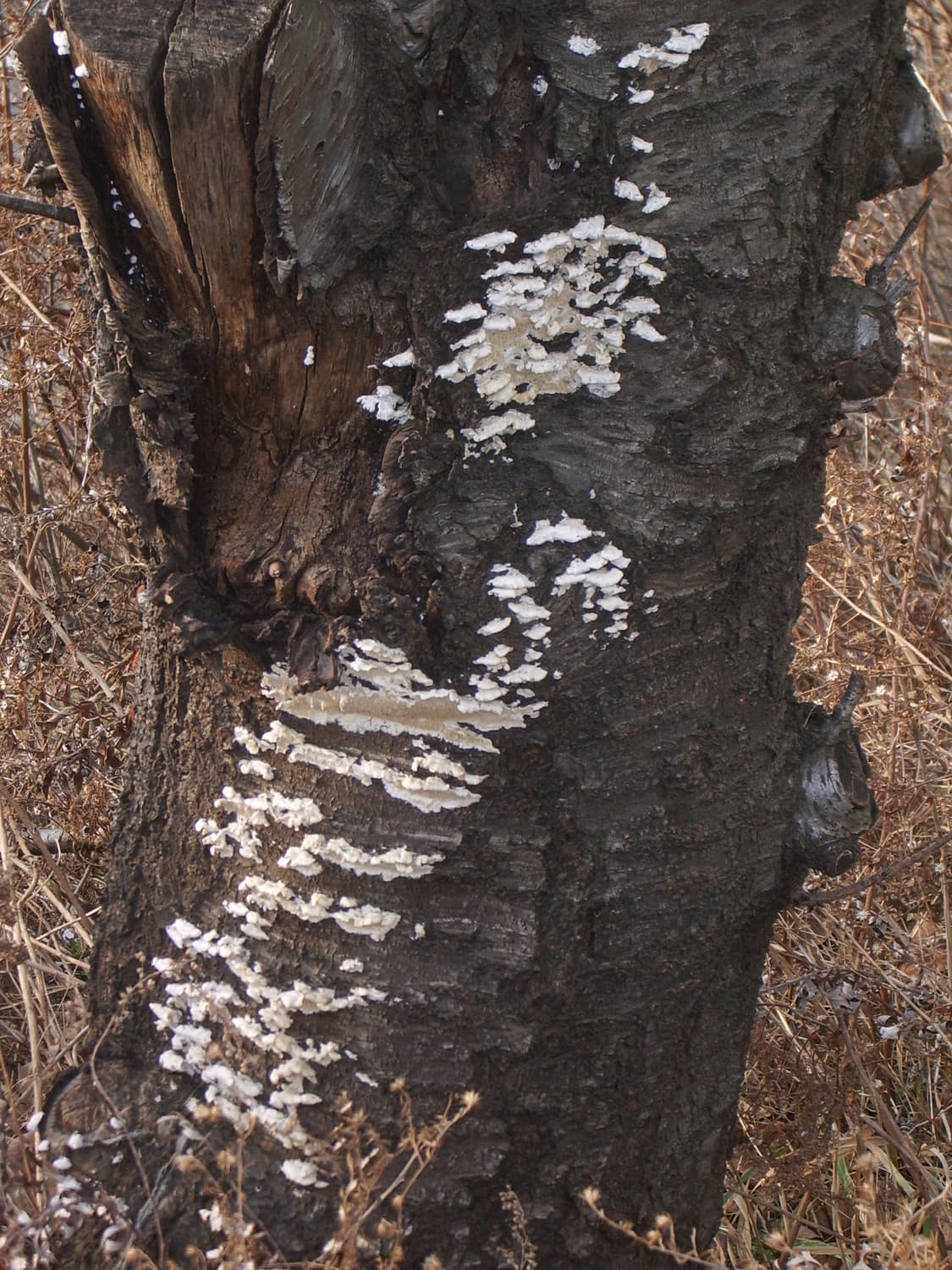 Pentax optio S50 (작례O) 상품이미지10