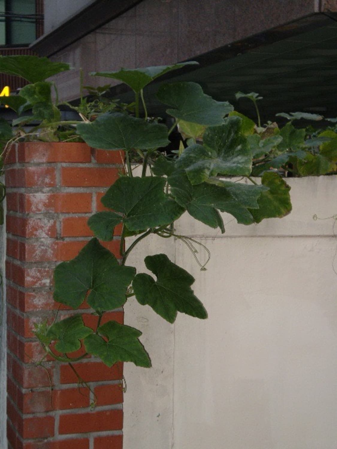 (작례O) 올림푸스 FE-210 빈티지 디카 상품이미지6