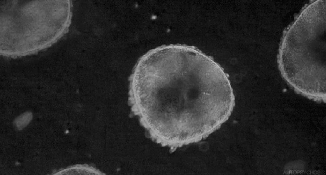 Pukawai 님 개인결제창 상품이미지1