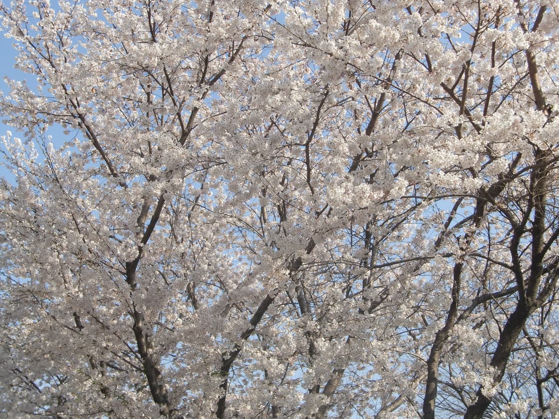 딸기우유&초희귀!) Casio Exilim EX-Z1050 디카 카메라 상품이미지6