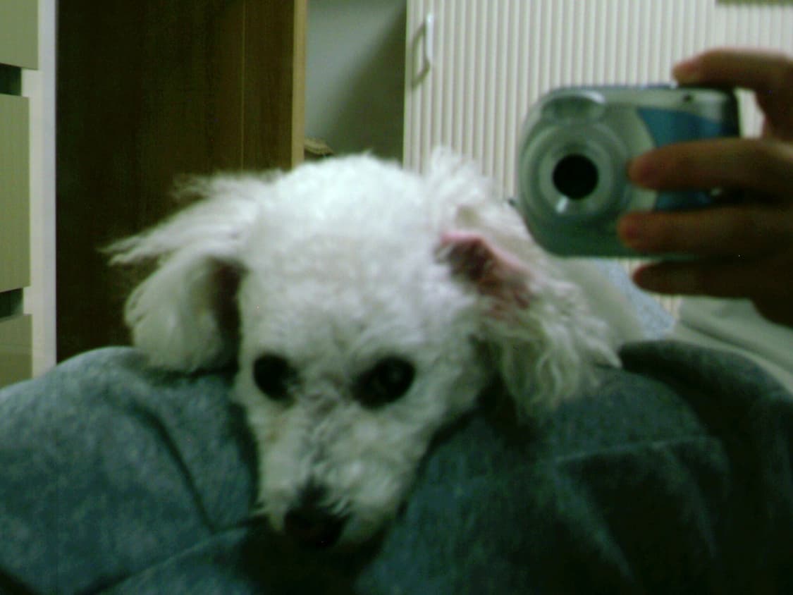 비비타 비비캠 3785 빈티지 디지털카메라 상품이미지10