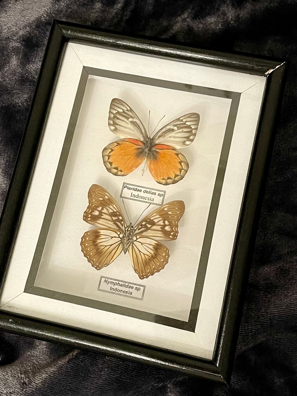 리얼 나비 박제 액자 인테리어소품 상품이미지2