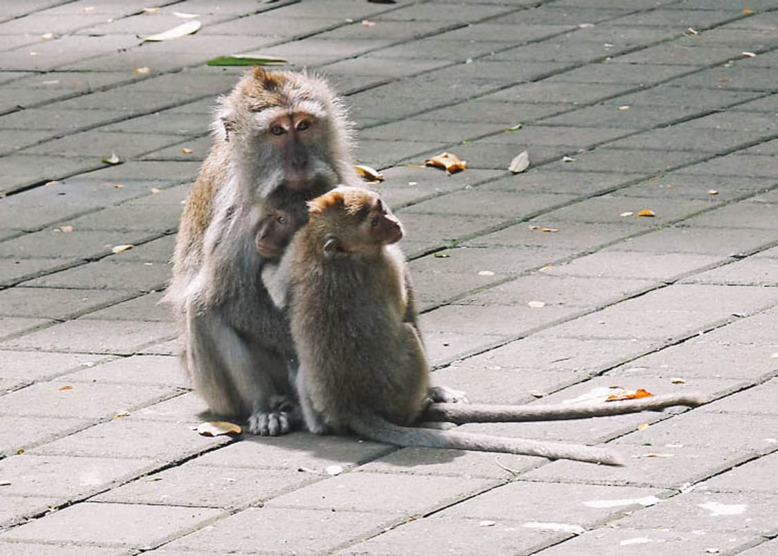 Canon IXUS 30(=IXY40) (캐논 익서스 30) 상품이미지9