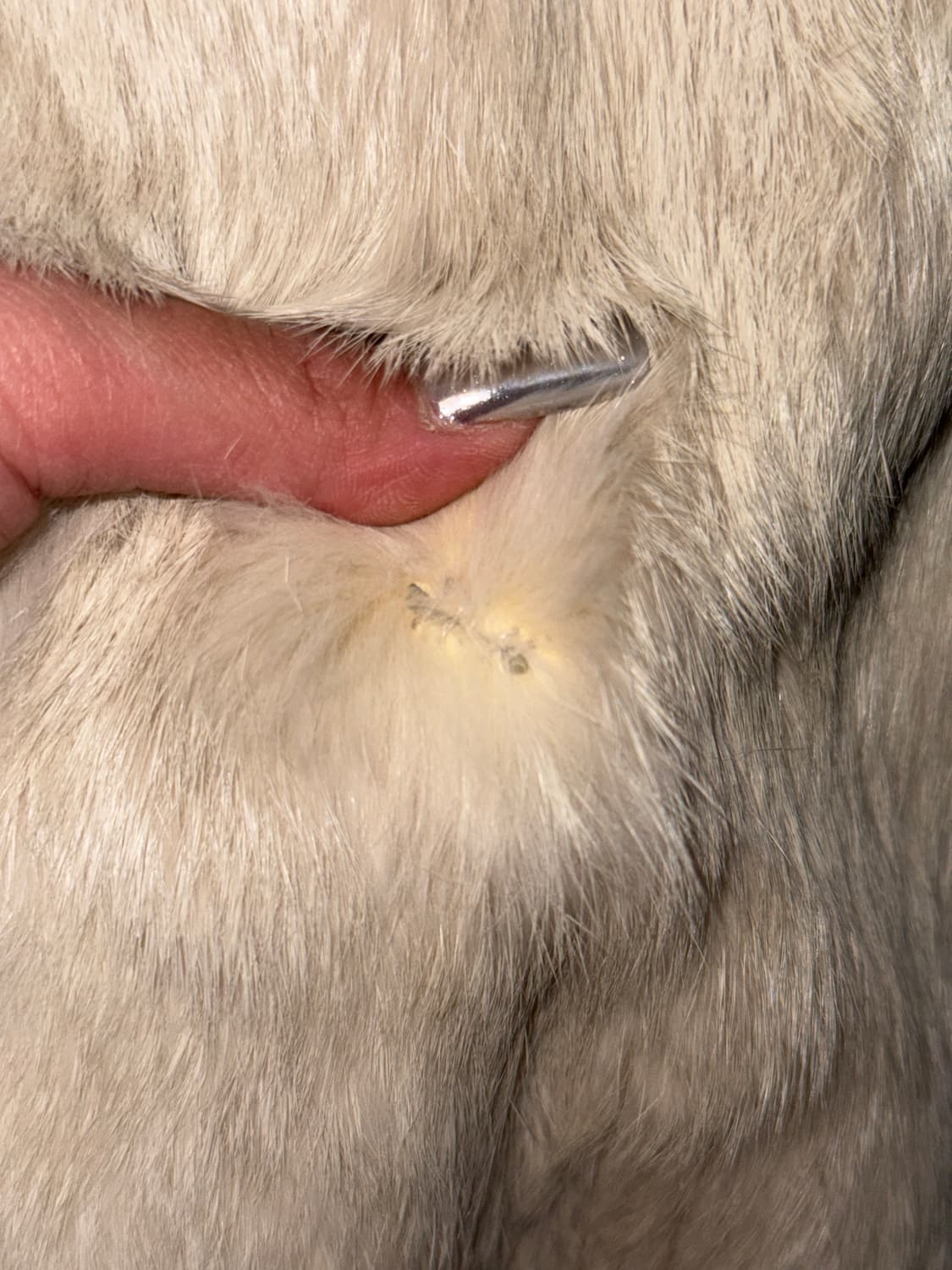 Ivory rabbit fur maxi hood coat 상품이미지6