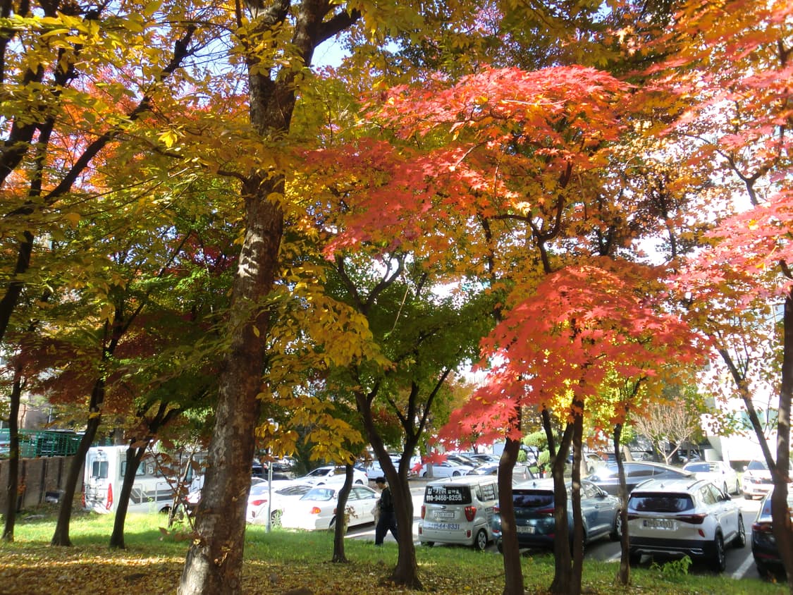 (핑크, 작례o) 카시오 Casio 엑슬림 ex z550 차정원디카 상품이미지5