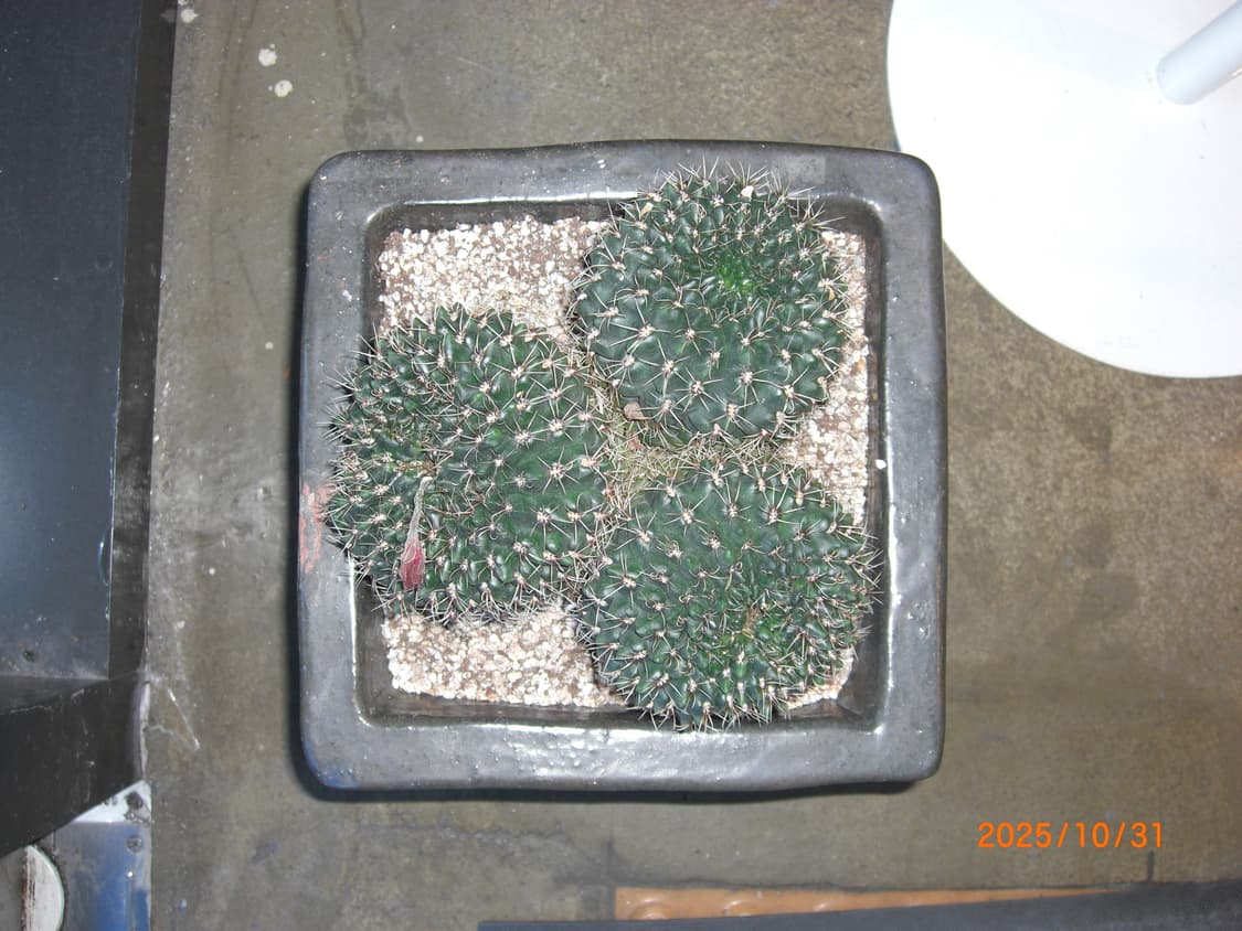 풀박/민트급/날짜표시)카시오 엑슬림 ex-z1080 빈티지디카 상품이미지8