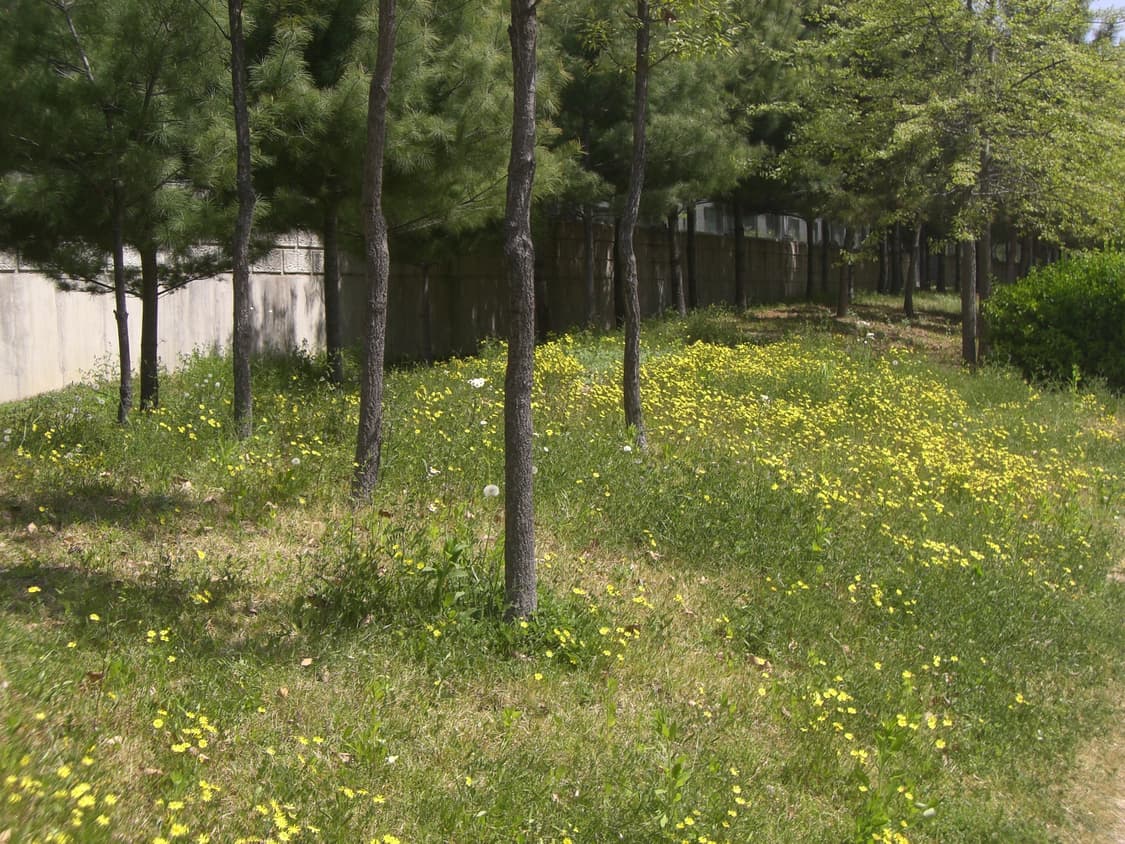 [작례있음] 카시오 Z700 / 아련분위기 상품이미지7