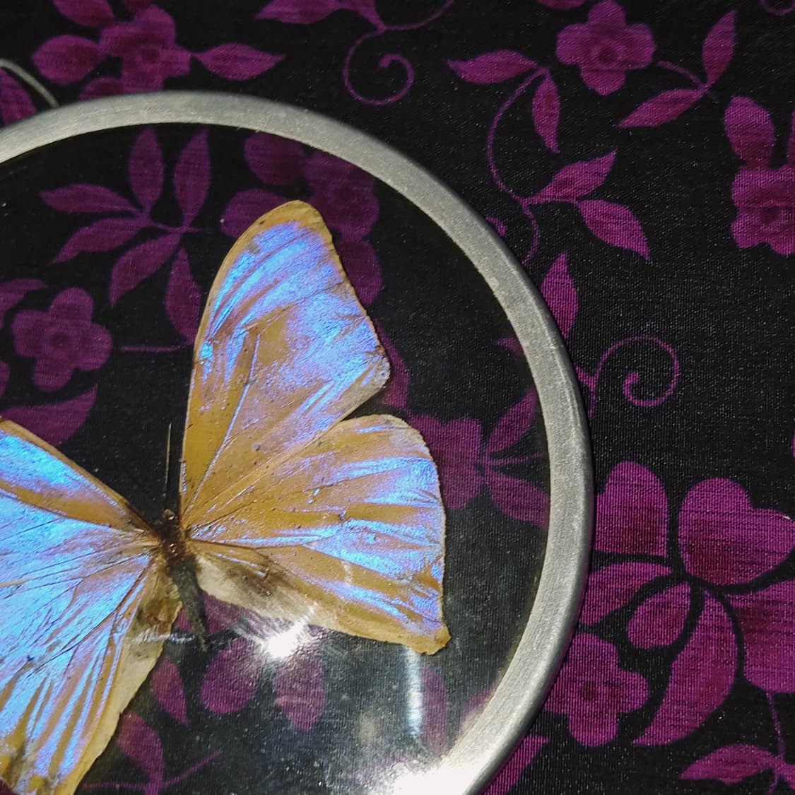 70s 브라질 모르포 빅 나비 글라스 반구 벽걸이 상품이미지6