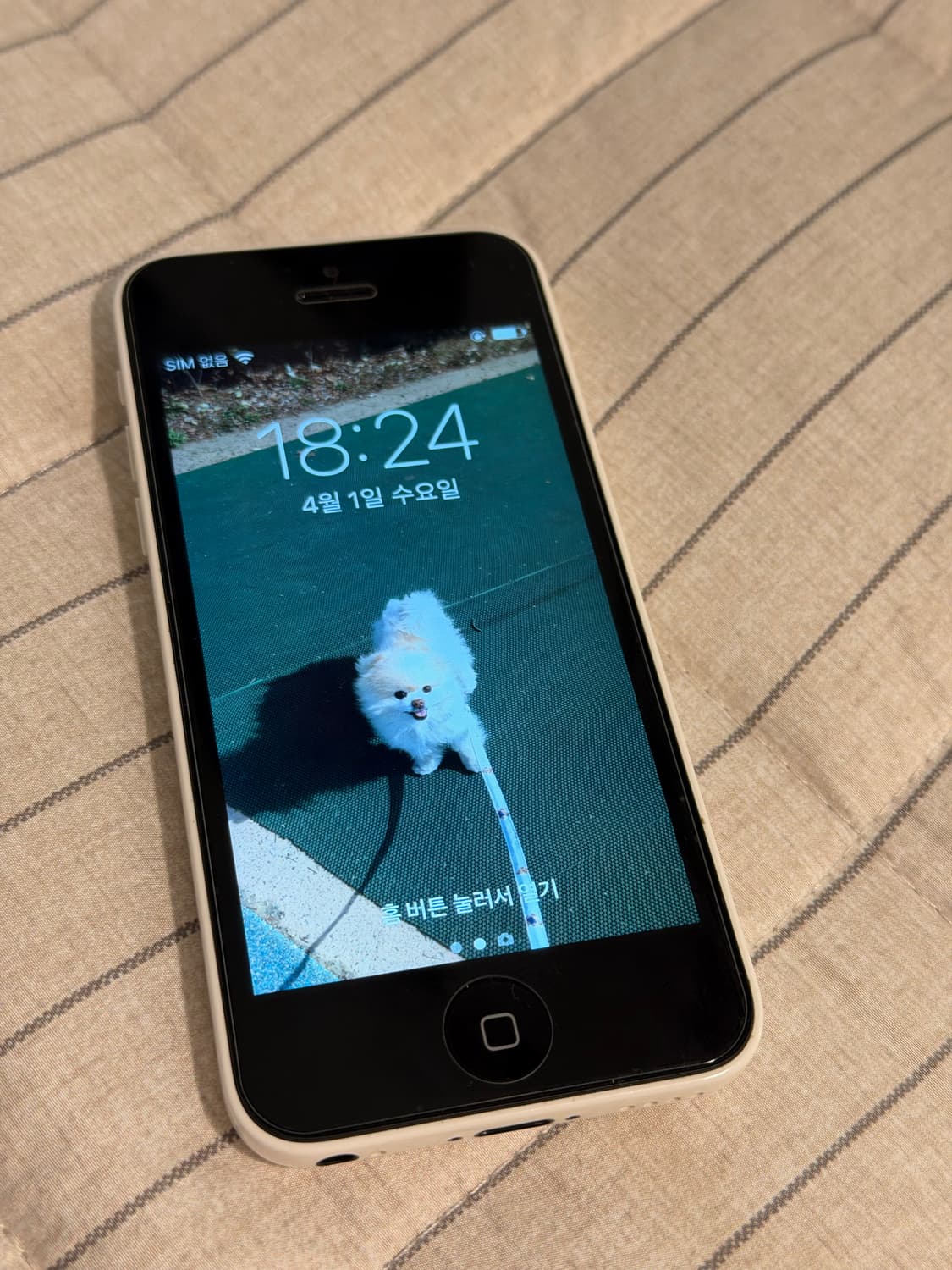 아이폰5c 화이트 16gb 상품이미지2