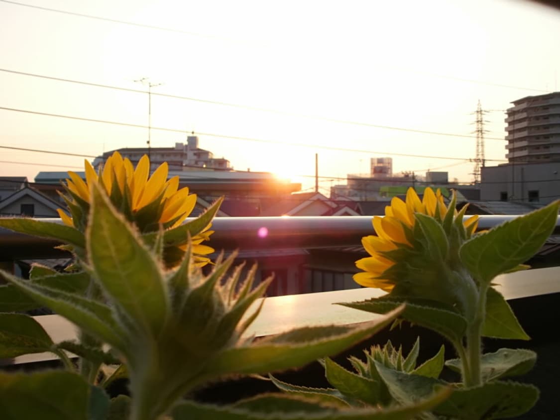 올림푸스 Olympus FE‑46 핑크 상품이미지4