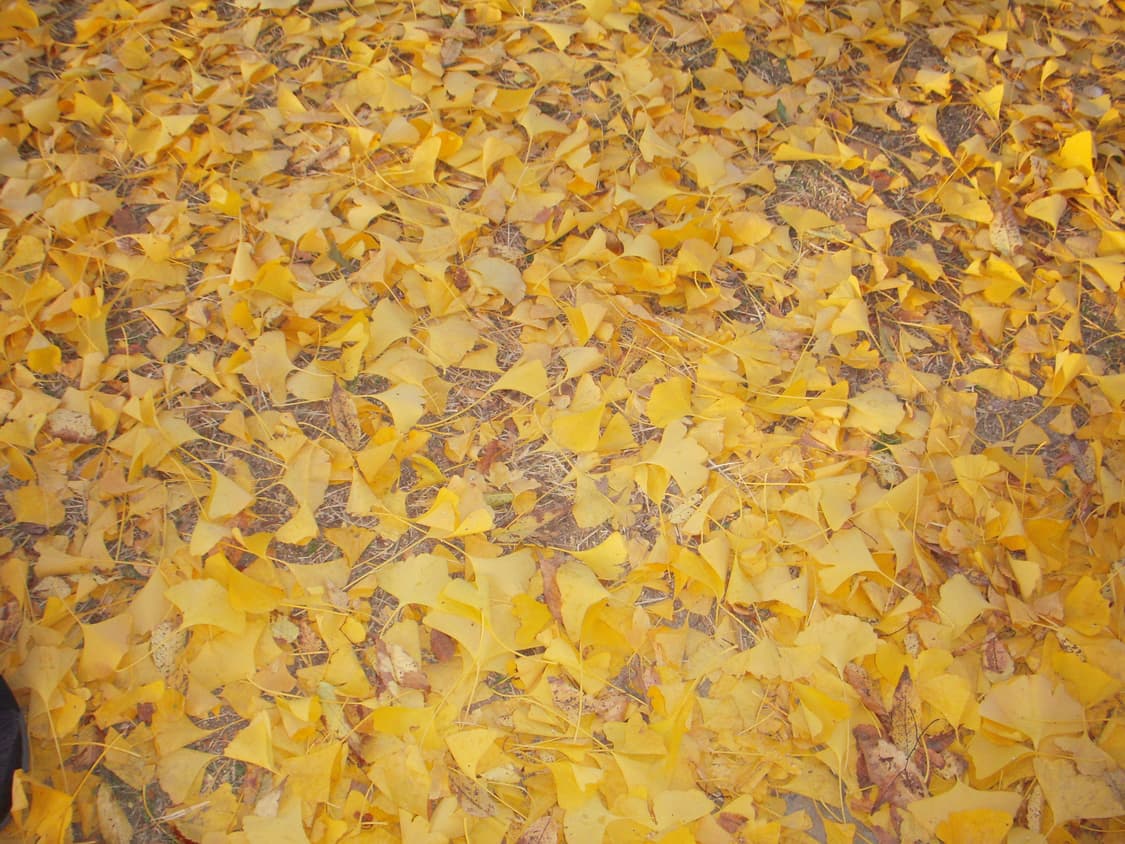 Nikon 니콘 CoolPix 쿨픽스 S52c 디카 디지털 카메라 상품이미지7