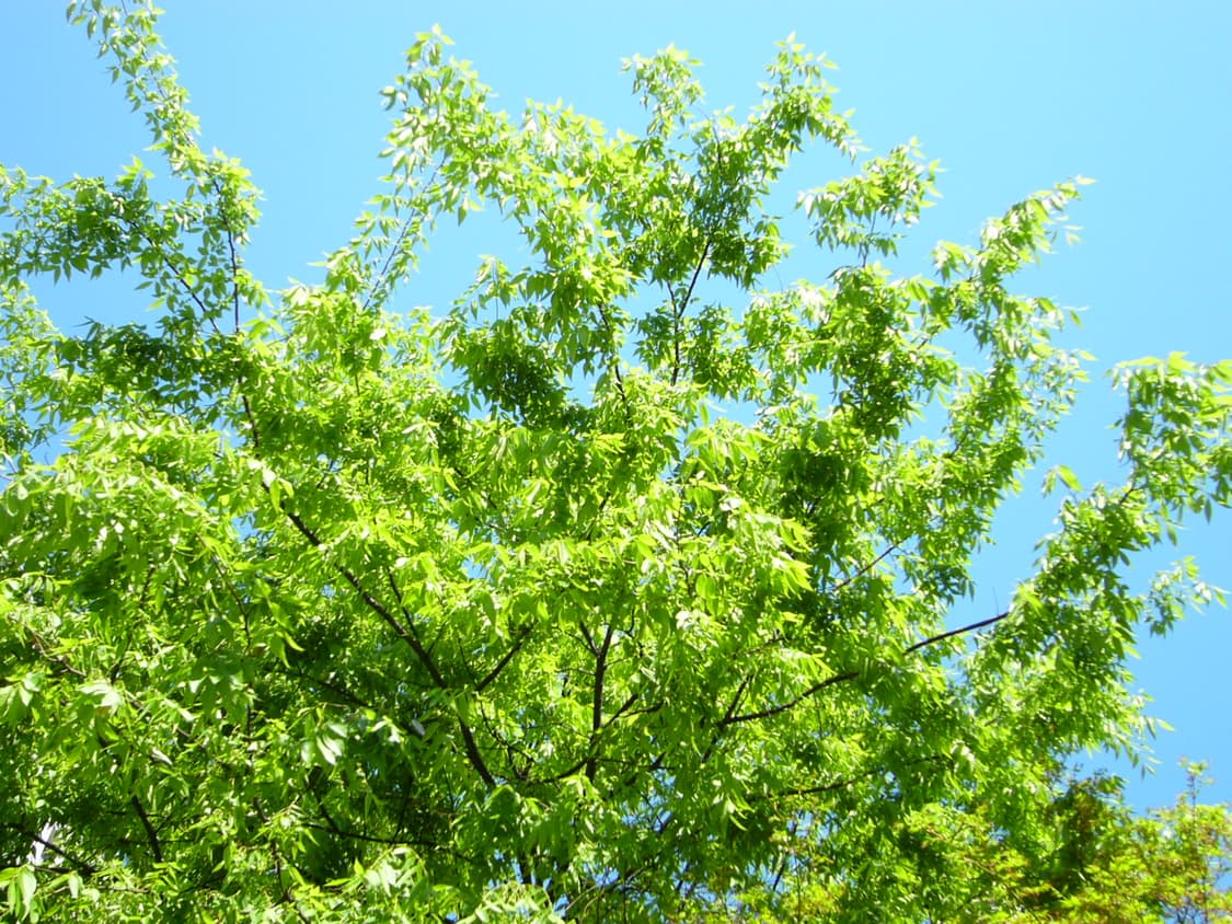 파나소닉 루믹스 DMC-F1 빈티지 디카(작례o) 상품이미지10