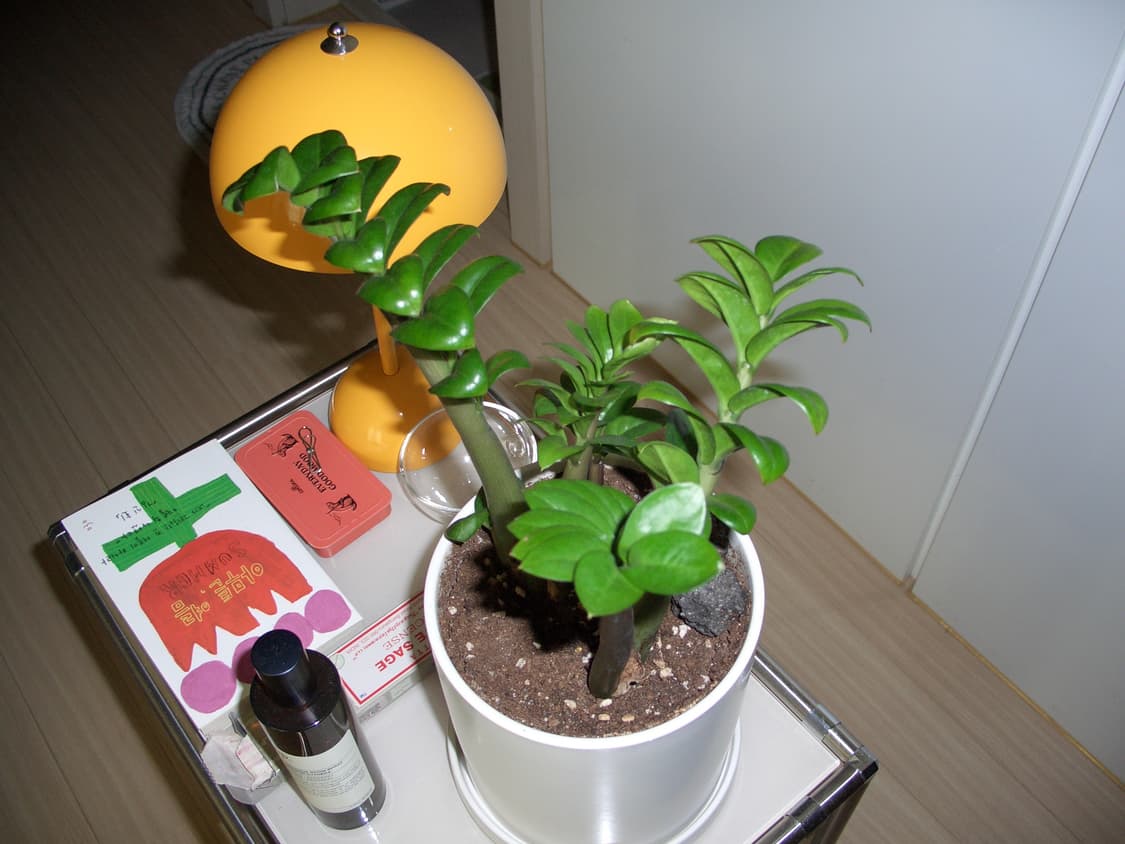 카시오 엑슬림 Casio EXILIM Pro EX-P600 빈티지 디카 상품이미지5