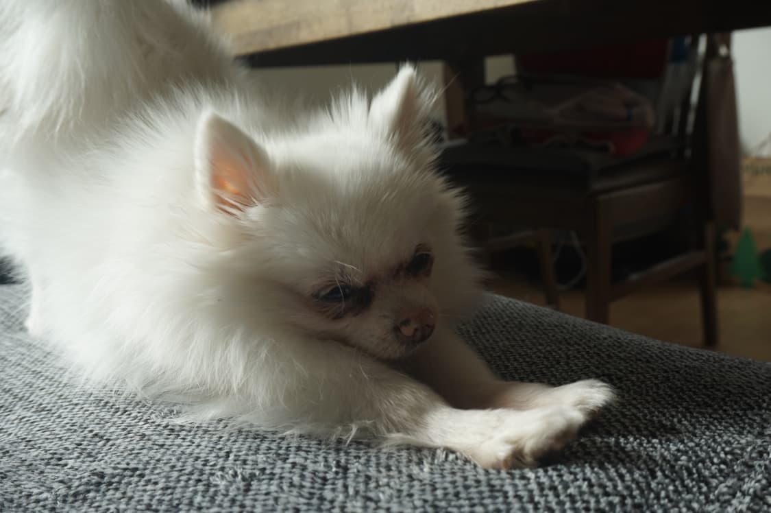 작례⭕️ 소니 a5000 미러리스 디지털카메라 디카 + 충전기 상품이미지8