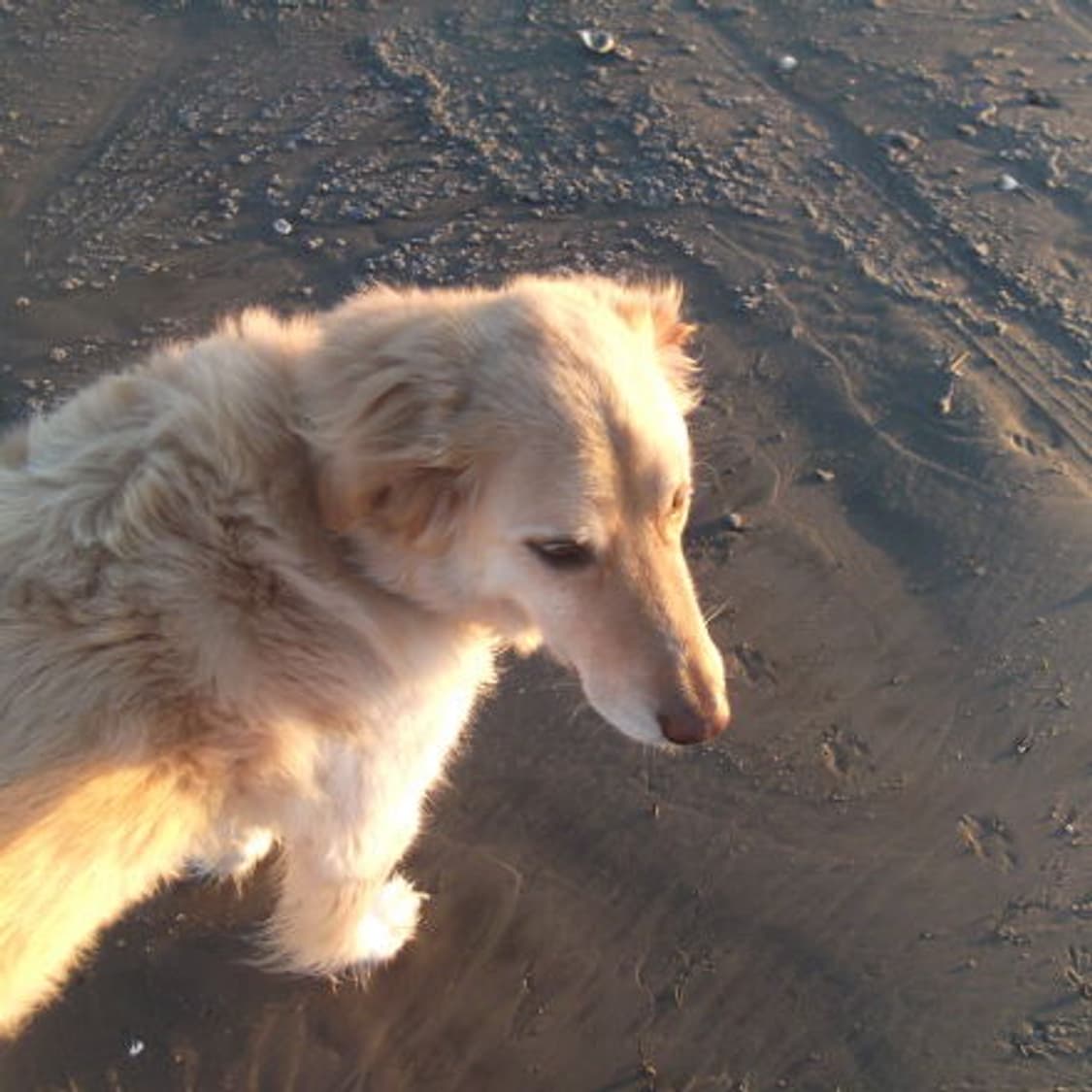 Fujifilm Finepix 후지필름 파인픽스 JX250 디카 상품이미지9