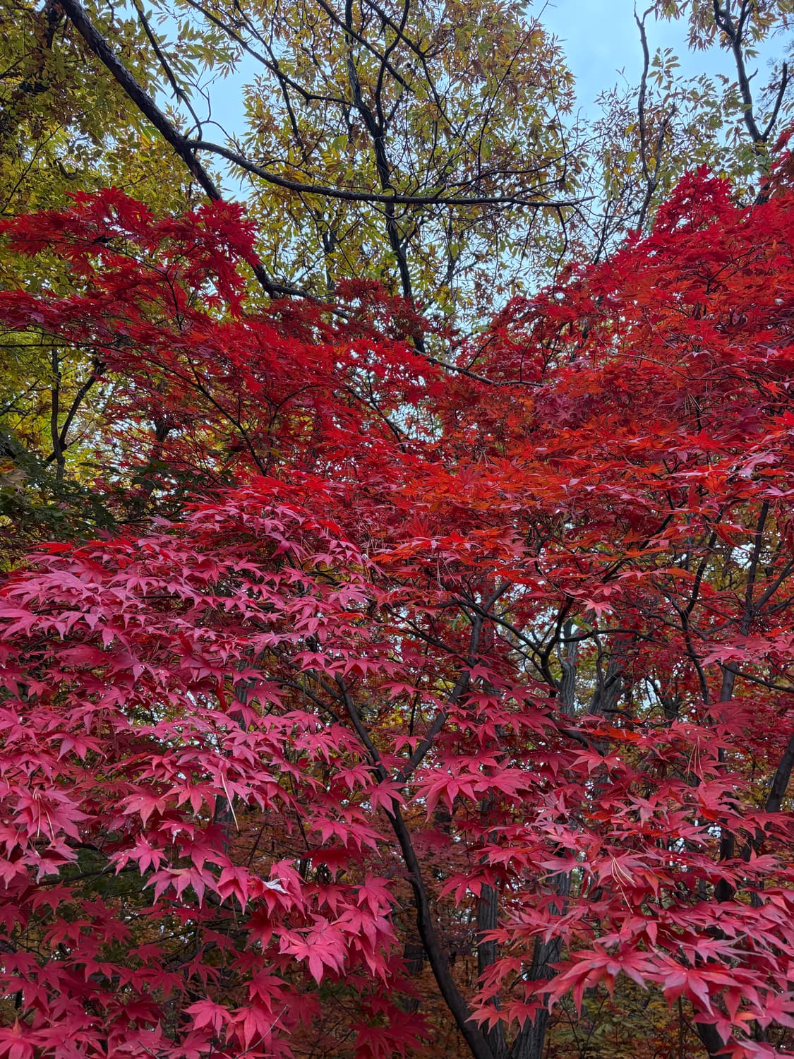 버버리 블루라벨 울캐시 니트 44,55 상품이미지4