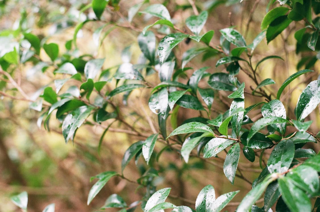 캐논 필름카메라 AE-1P 판매합니다 상품이미지6