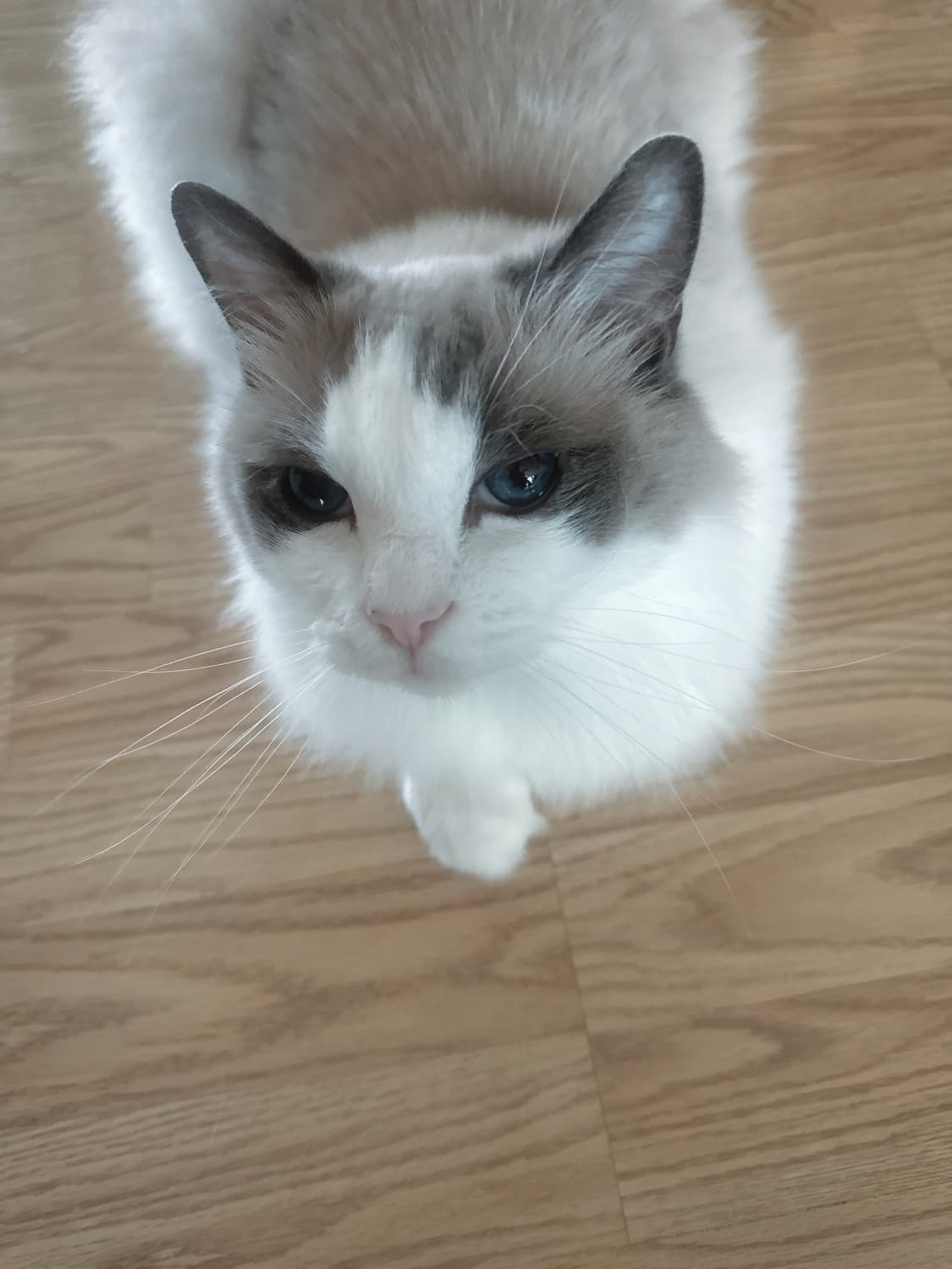 고양이 상품이미지2