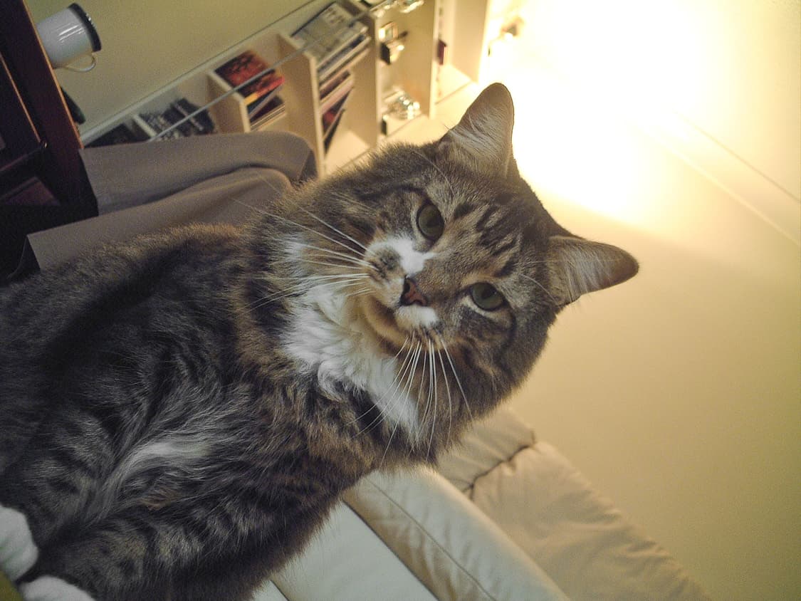 신동품 99% 후지필름 파인픽스 40i 상품이미지8