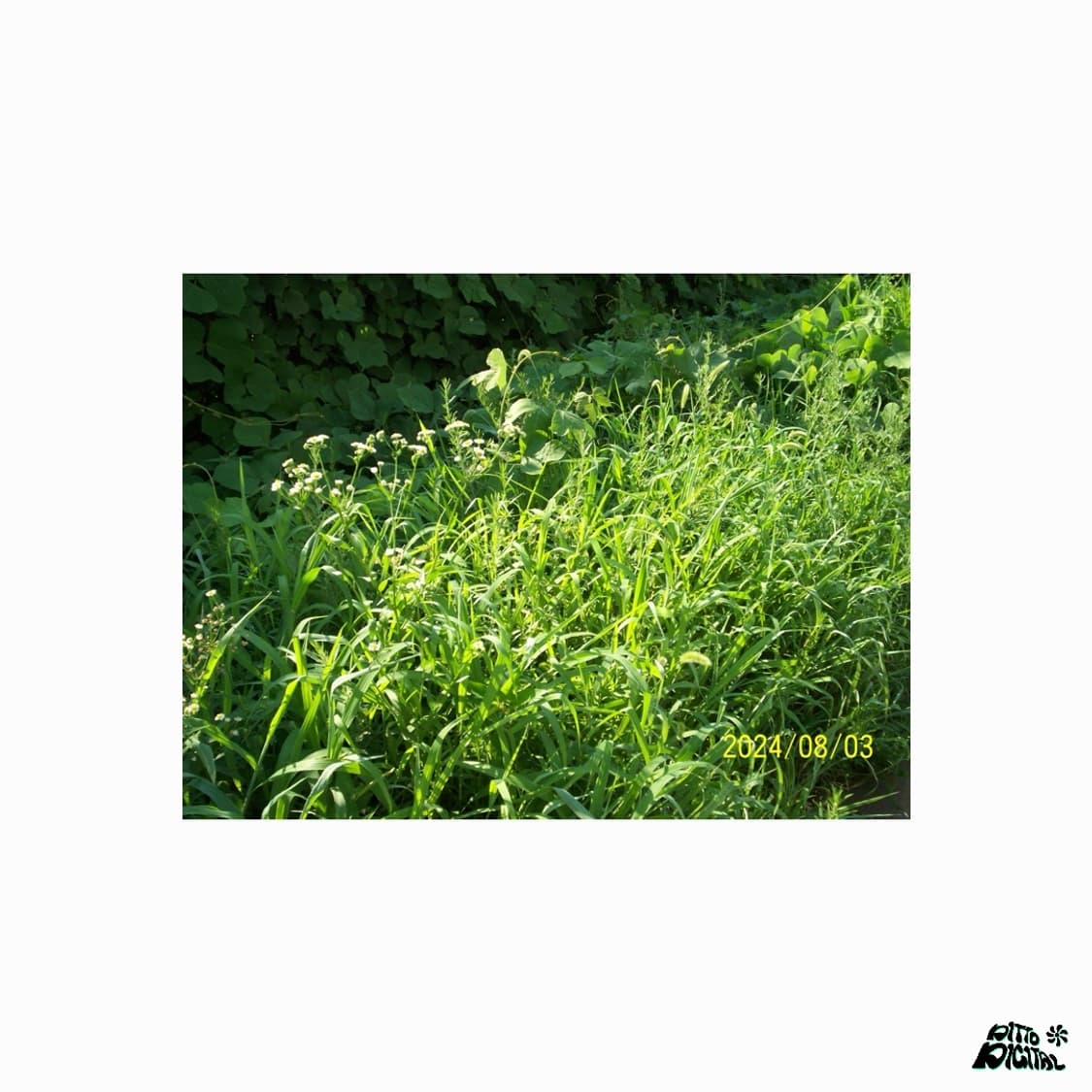 Kodak CD40 디카 상품이미지6