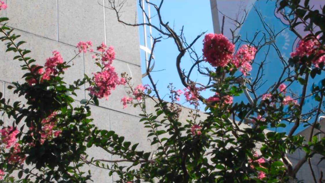 캐논 파워샷 디카 PowerShot SX20 IS 달 찍히는 파워줌 상품이미지8