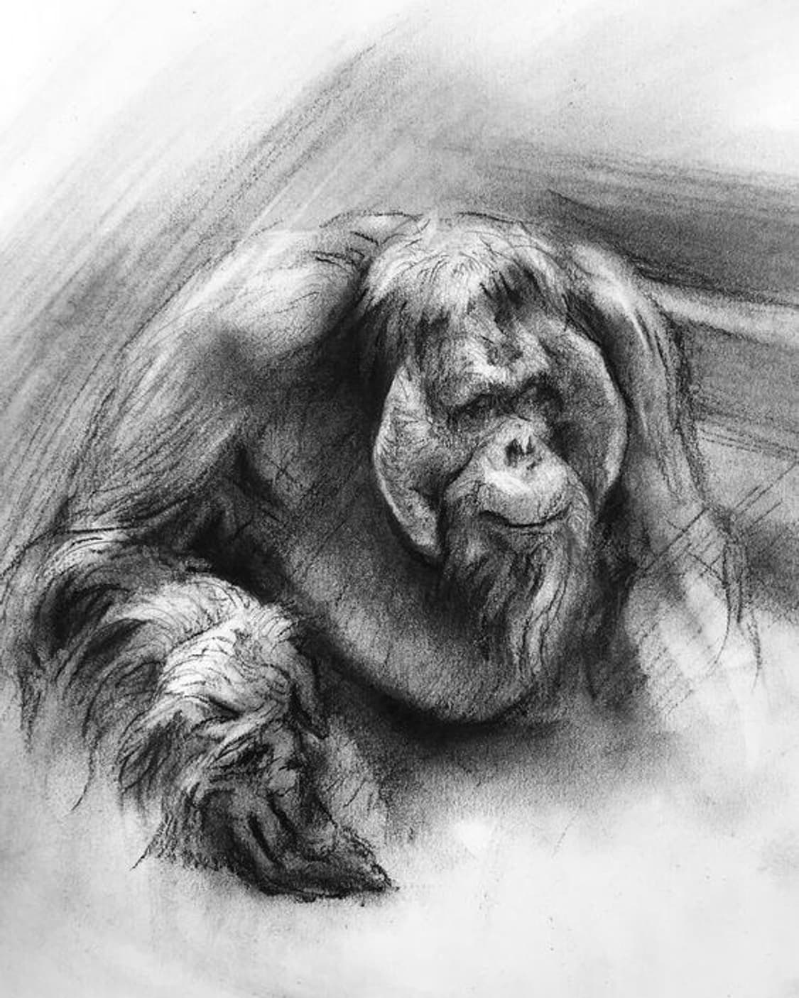 오랑우탄 상품이미지1